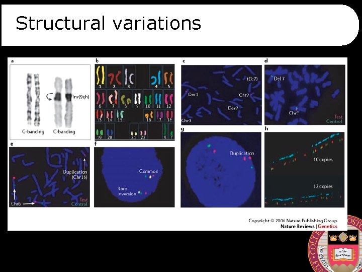 Structural variations 