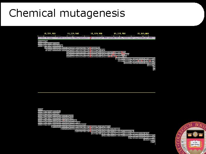 Chemical mutagenesis 