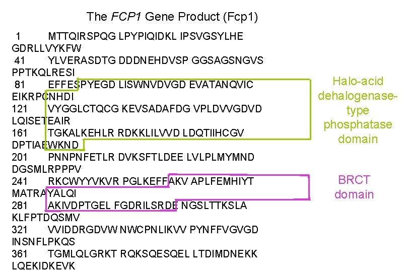 The FCP 1 Gene Product (Fcp 1) 1 MTTQIRSPQG LPYPIQIDKL IPSVGSYLHE GDRLLVYKFW 41 YLVERASDTG