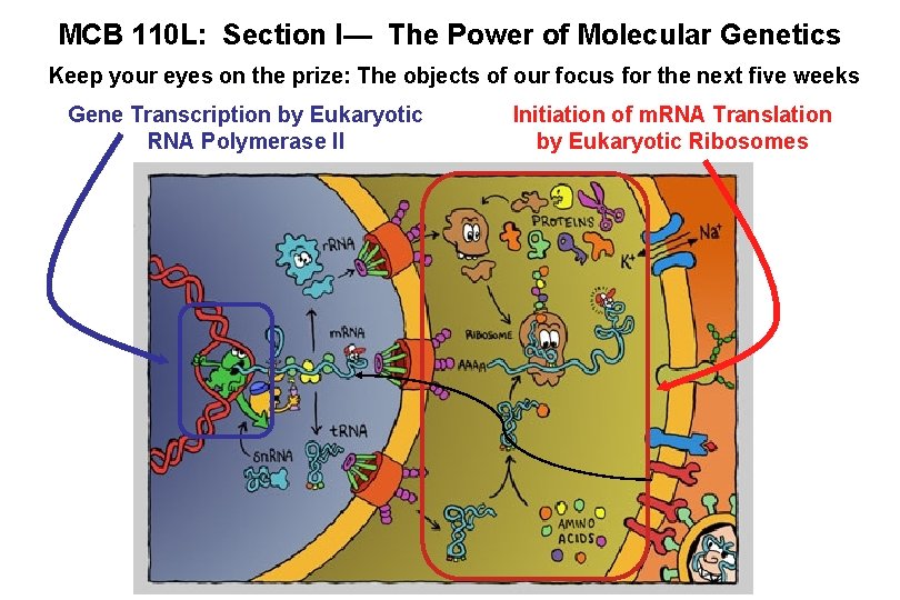 MCB 110 L: Section I— The Power of Molecular Genetics Keep your eyes on