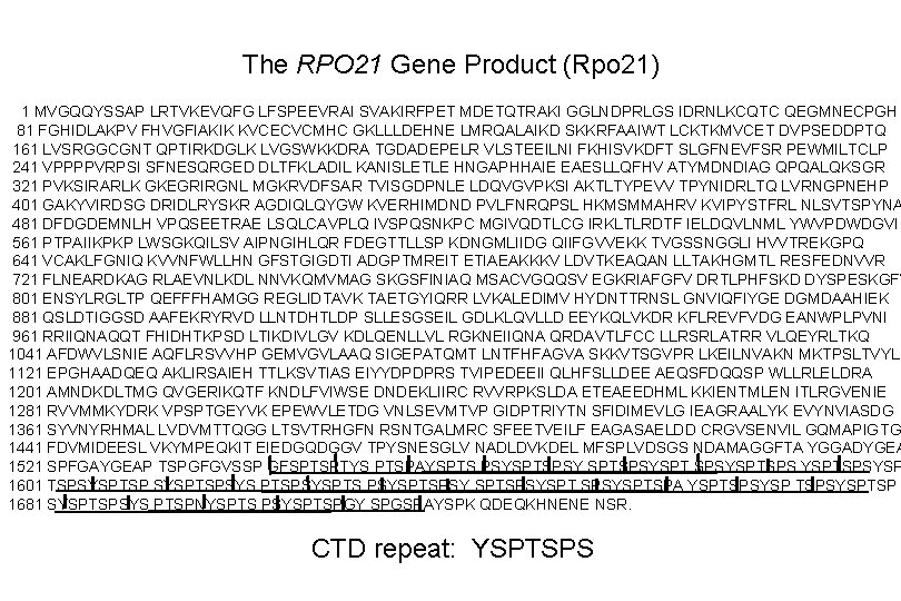 The RPO 21 Gene Product (Rpo 21) 1 MVGQQYSSAP LRTVKEVQFG LFSPEEVRAI SVAKIRFPET MDETQTRAKI GGLNDPRLGS