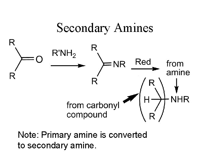 Secondary Amines Note: Primary amine is converted to secondary amine. 