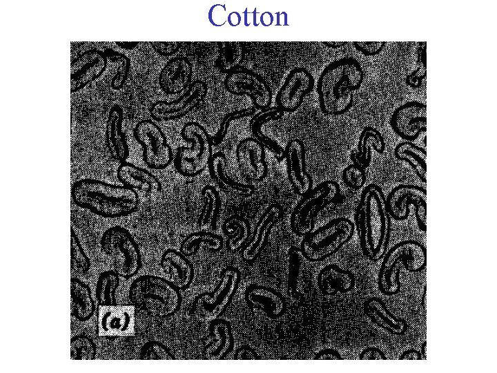 Cotton 