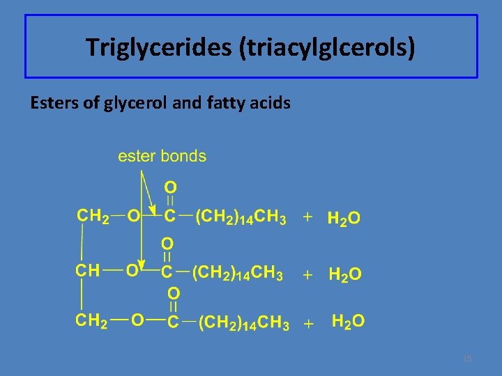 Triglycerides (triacylglcerols) Esters of glycerol and fatty acids 15 