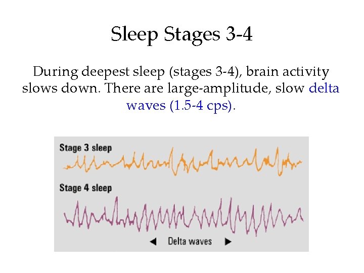 Sleep Stages 3 -4 During deepest sleep (stages 3 -4), brain activity slows down.