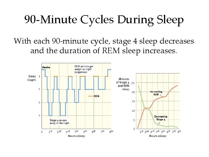 90 -Minute Cycles During Sleep With each 90 -minute cycle, stage 4 sleep decreases