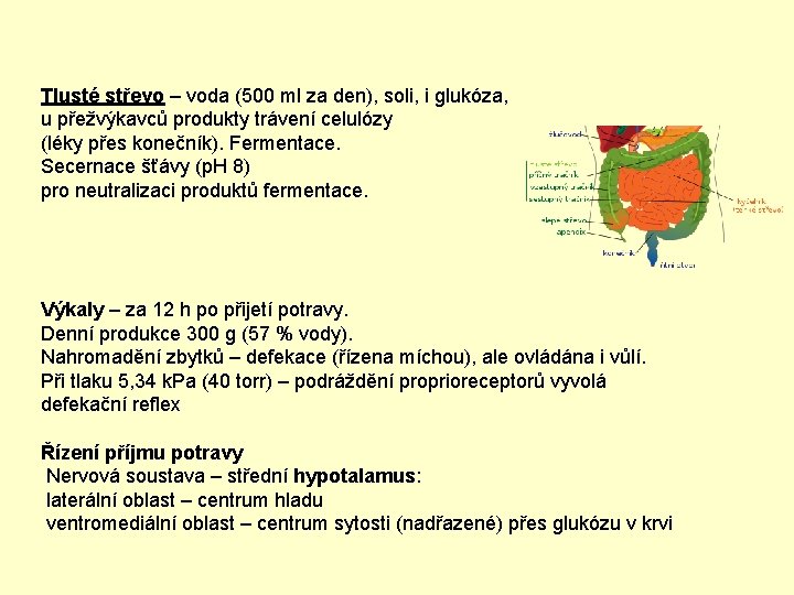 Tlusté střevo – voda (500 ml za den), soli, i glukóza, u přežvýkavců produkty