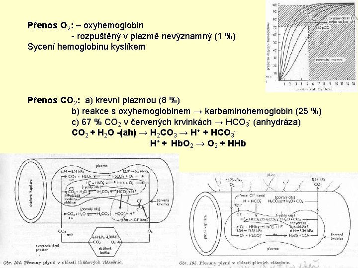 Přenos O 2: – oxyhemoglobin - rozpuštěný v plazmě nevýznamný (1 %) Sycení hemoglobinu