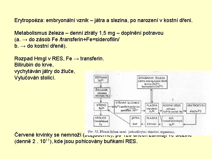 Erytropoéza: embryonální vznik – játra a slezina, po narození v kostní dřeni. Metabolismus železa