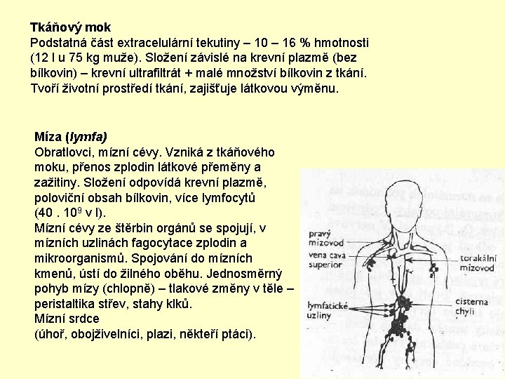 Tkáňový mok Podstatná část extracelulární tekutiny – 10 – 16 % hmotnosti (12 l