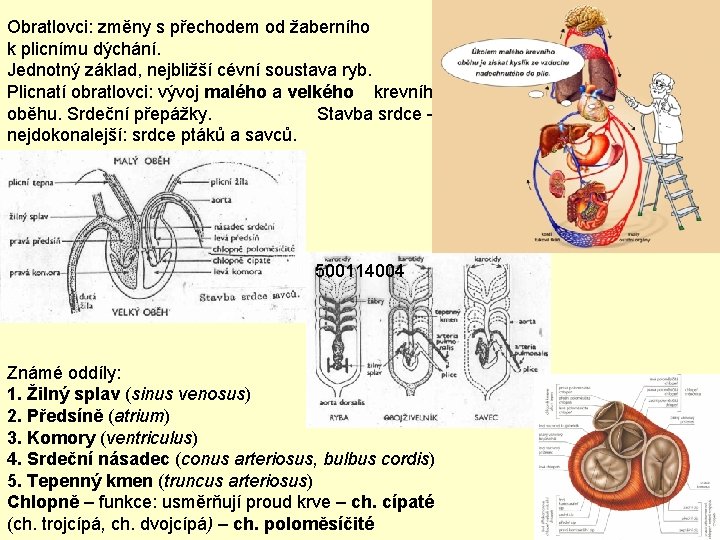 Obratlovci: změny s přechodem od žaberního k plicnímu dýchání. Jednotný základ, nejbližší cévní soustava