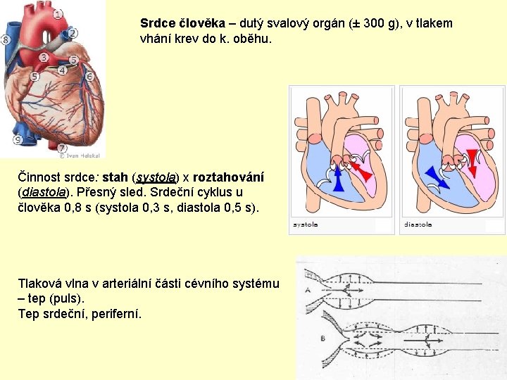 Srdce člověka – dutý svalový orgán (± 300 g), v tlakem vhání krev do