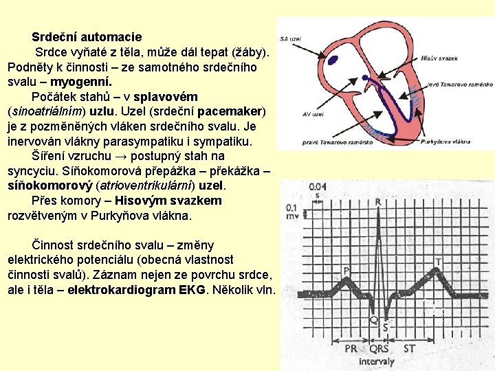 Srdeční automacie Srdce vyňaté z těla, může dál tepat (žáby). Podněty k činnosti –