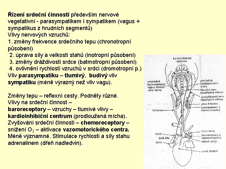 Řízení srdeční činnosti především nervové vegetativní - parasympatikem i sympatikem (vagus + sympatikus z