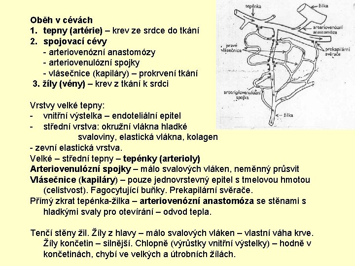 Oběh v cévách 1. tepny (artérie) – krev ze srdce do tkání 2. spojovací