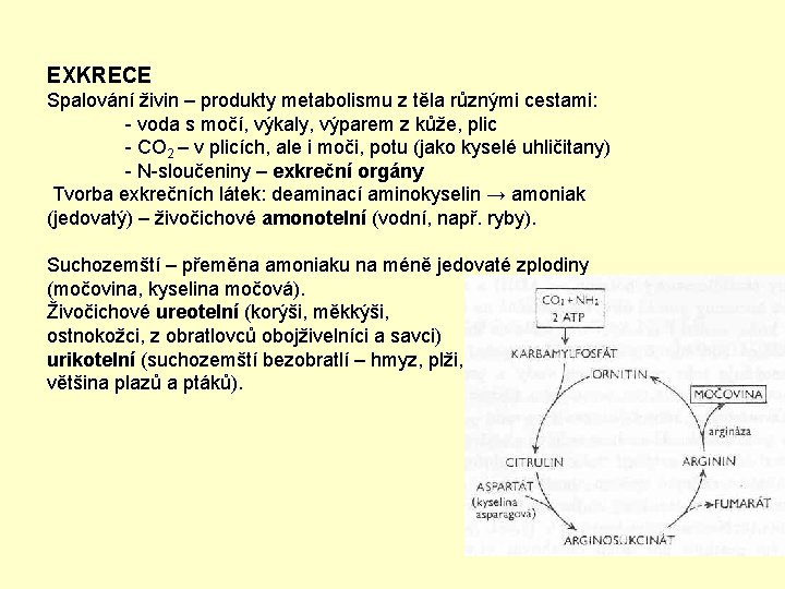 EXKRECE Spalování živin – produkty metabolismu z těla různými cestami: - voda s močí,