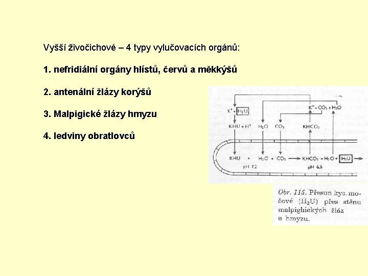 Vyšší živočichové – 4 typy vylučovacích orgánů: 1. nefridiální orgány hlístů, červů a měkkýšů