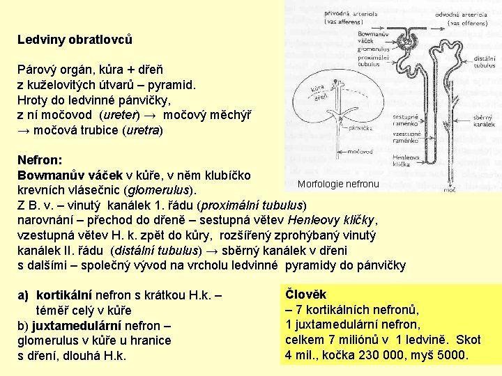 Ledviny obratlovců Párový orgán, kůra + dřeň z kuželovitých útvarů – pyramid. Hroty do