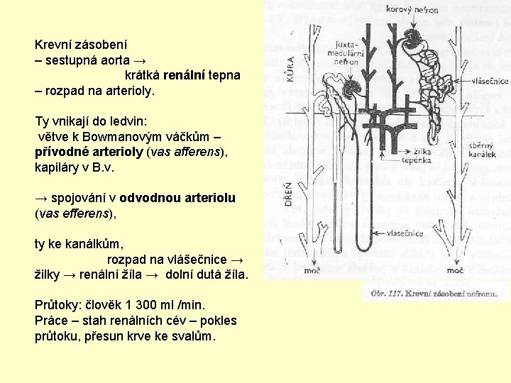 Krevní zásobení – sestupná aorta → krátká renální tepna – rozpad na arterioly. Ty