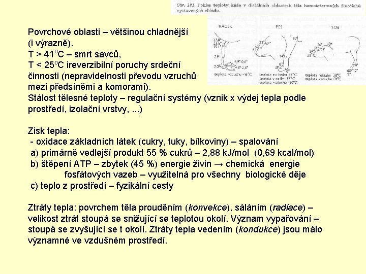 Povrchové oblasti – většinou chladnější (i výrazně). T > 41 o. C – smrt