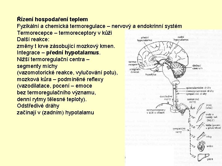 Řízení hospodaření teplem Fyzikální a chemická termoregulace – nervový a endokrinní systém Termorecepce –