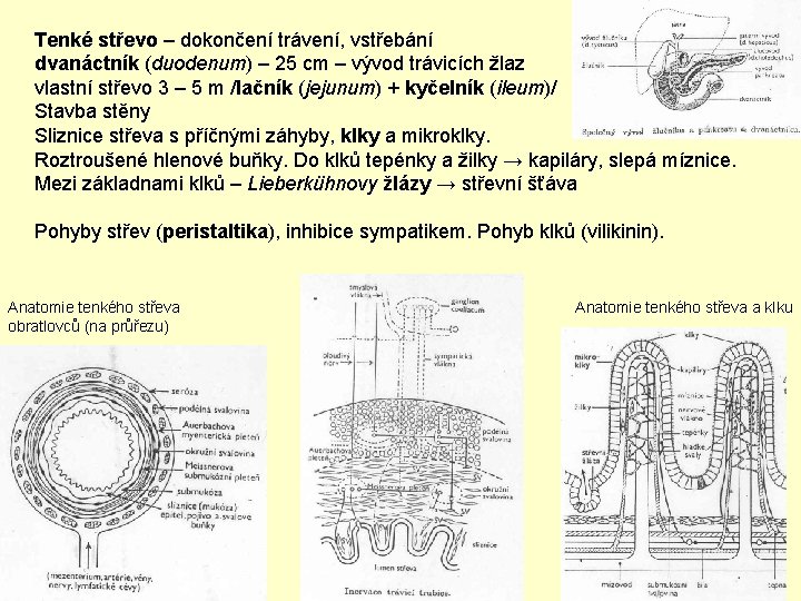 Tenké střevo – dokončení trávení, vstřebání dvanáctník (duodenum) – 25 cm – vývod trávicích