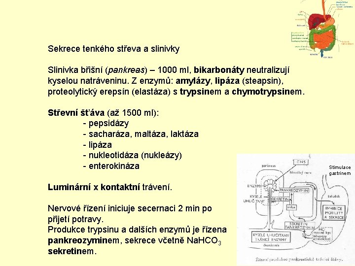 Sekrece tenkého střeva a slinivky Slinivka břišní (pankreas) – 1000 ml, bikarbonáty neutralizují kyselou