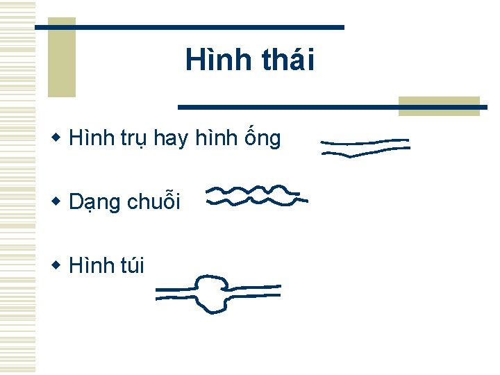 Hình thái w Hình trụ hay hình ống w Dạng chuỗi w Hình túi