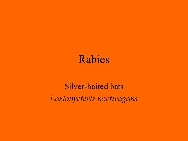 Rabies Silver-haired bats Lasionycteris noctivagans 