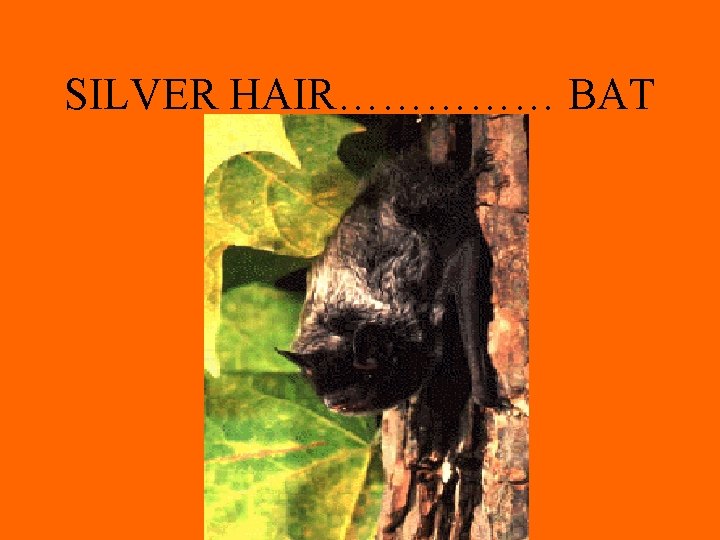 SILVER HAIR…………… BAT 