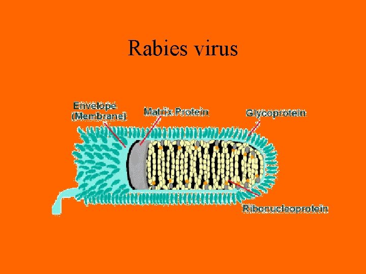 Rabies virus 