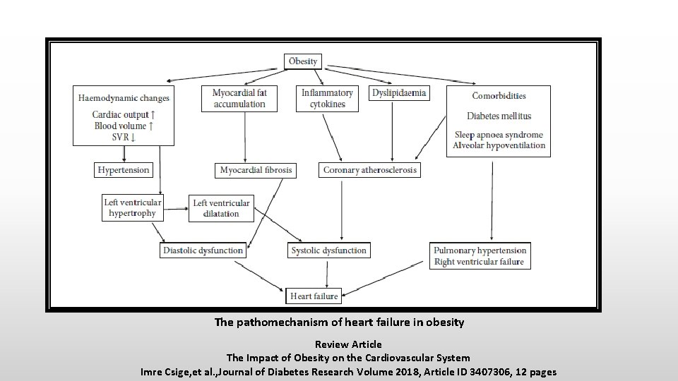 The pathomechanism of heart failure in obesity Review Article The Impact of Obesity on
