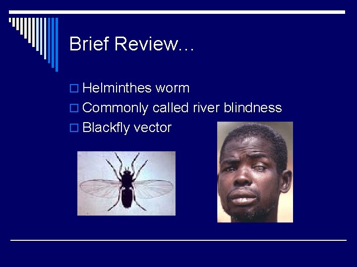 Brief Review… o Helminthes worm o Commonly called river blindness o Blackfly vector 