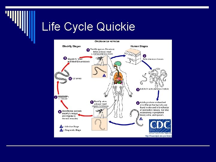 Life Cycle Quickie 