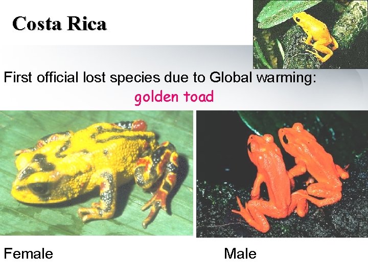 Costa Rica First official lost species due to Global warming: golden toad Female Male