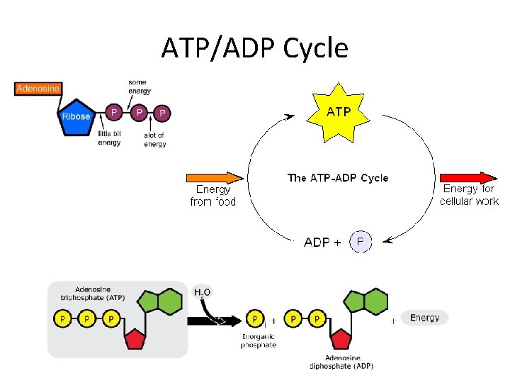 ATP/ADP Cycle 