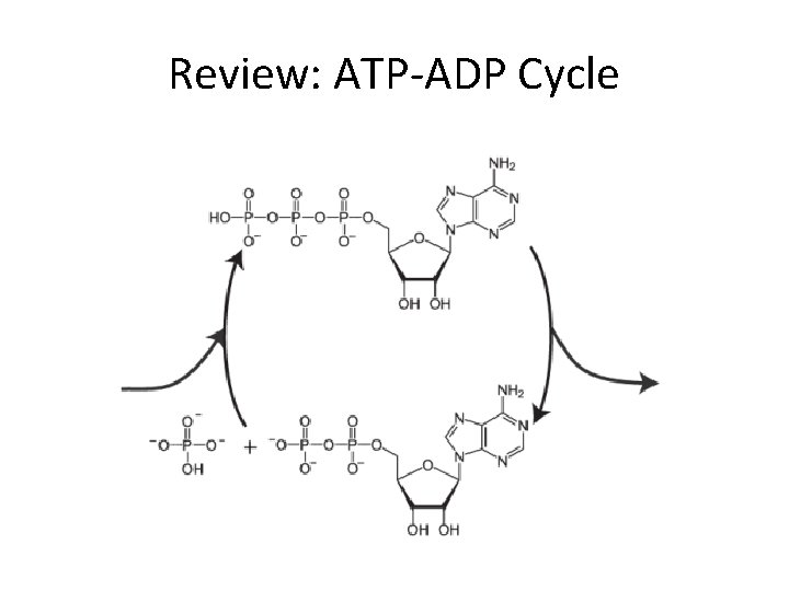 Review: ATP-ADP Cycle 