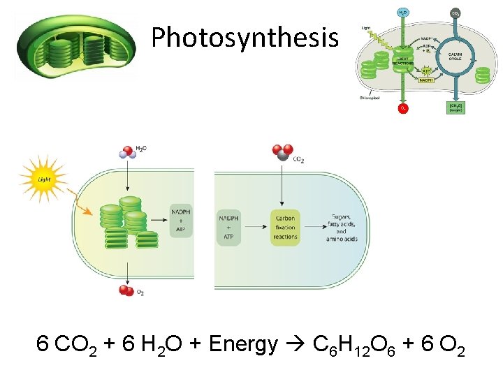 Photosynthesis 6 CO 2 + 6 H 2 O + Energy C 6 H