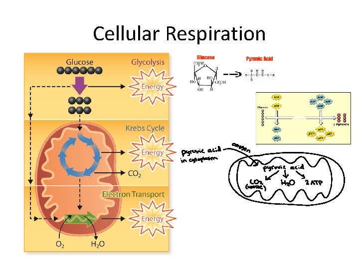 Cellular Respiration 