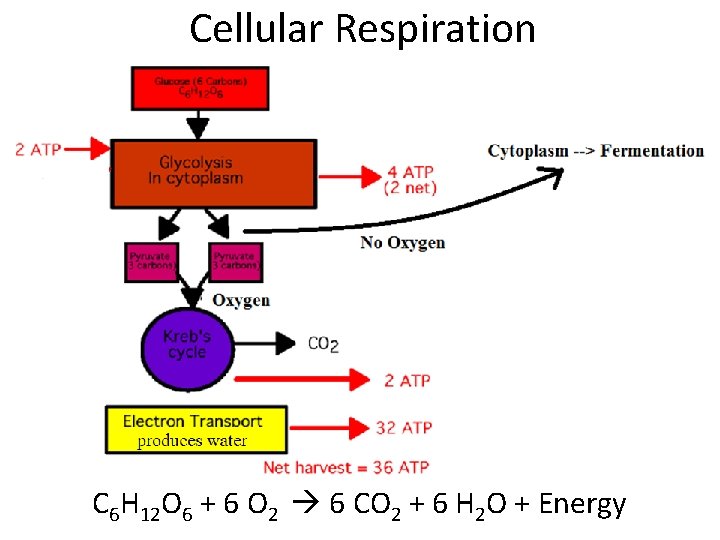 Cellular Respiration C 6 H 12 O 6 + 6 O 2 6 CO