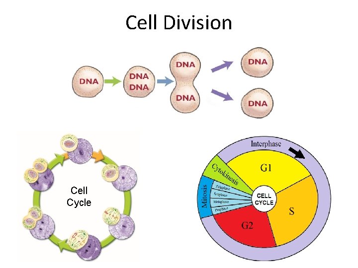 Cell Division Cell Cycle 