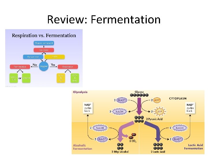 Review: Fermentation 