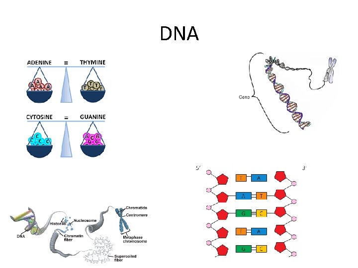 DNA 