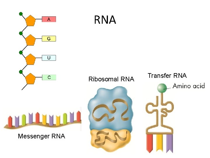 RNA Ribosomal RNA Messenger RNA Transfer RNA 