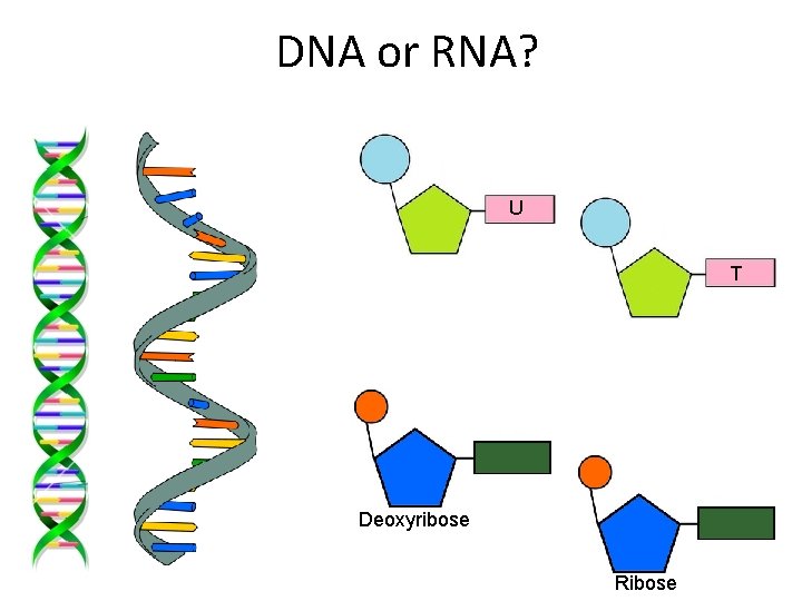 DNA or RNA? U T Deoxyribose Ribose 