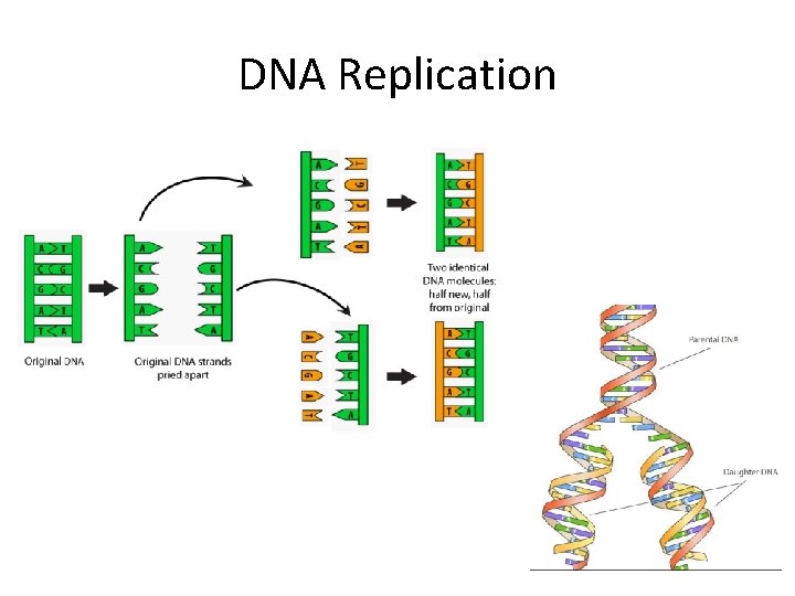 DNA Replication 