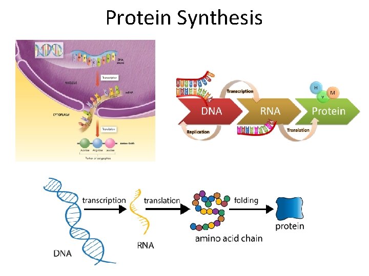 Protein Synthesis 