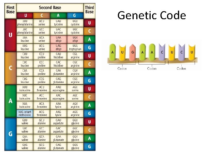 Genetic Code 