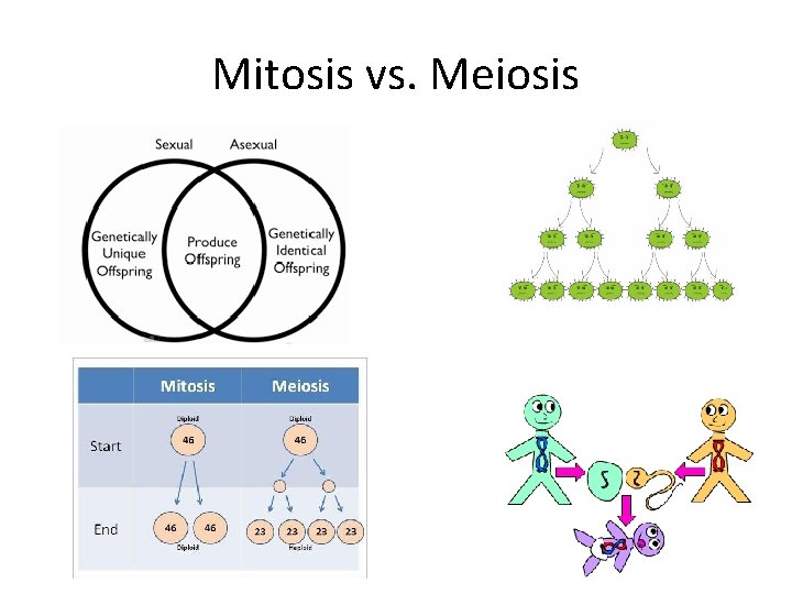 Mitosis vs. Meiosis 