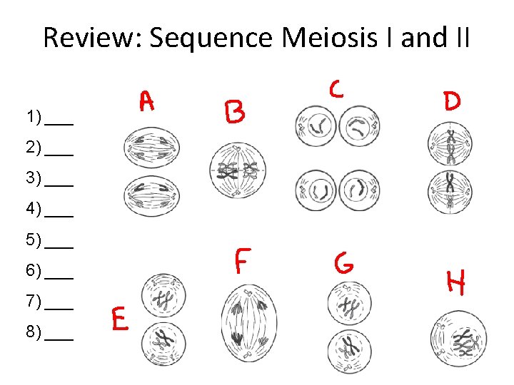 Review: Sequence Meiosis I and II 1) ___ 2) ___ 3) ___ 4) ___
